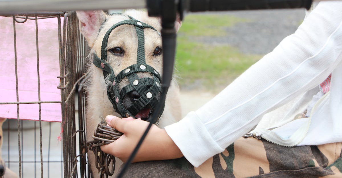 découvrez l'incroyable histoire des chiens de secours, ces animaux héroïques qui consacrent leur vie à sauver celles des autres. apprenez comment ils sont formés, les différentes missions qu'ils accomplissent et comment vous pouvez soutenir leur cause.
