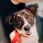 découvrez l'univers des chiens de sauvetage, ces héros à quatre pattes dédiés à aider les personnes en détresse. apprenez leur incroyable histoire, leur entraînement rigoureux et comment ils sauvent des vies chaque jour.
