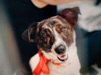 découvrez l'univers des chiens de sauvetage, ces héros à quatre pattes dédiés à aider les personnes en détresse. apprenez leur incroyable histoire, leur entraînement rigoureux et comment ils sauvent des vies chaque jour.