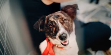 découvrez l'univers des chiens de sauvetage, ces héros à quatre pattes dédiés à aider les personnes en détresse. apprenez leur incroyable histoire, leur entraînement rigoureux et comment ils sauvent des vies chaque jour.