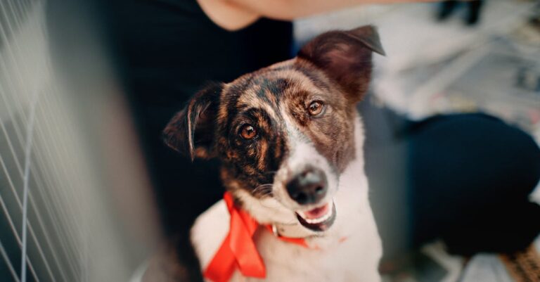 découvrez l'univers des chiens de sauvetage, ces héros à quatre pattes dédiés à aider les personnes en détresse. apprenez leur incroyable histoire, leur entraînement rigoureux et comment ils sauvent des vies chaque jour.
