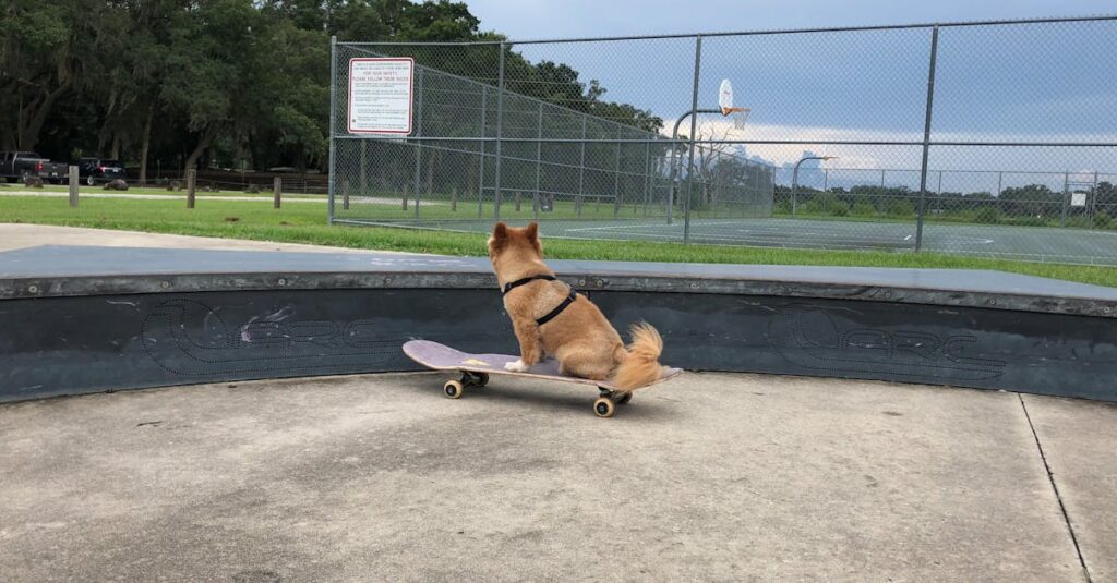 découvrez l'incroyable phénomène du skateboarding pour chiens ! apprenez comment ces amis à quatre pattes se lancent sur la planche, leurs astuces et conseils pour initier votre propre chien à ce sport fun et divertissant. joignez-vous à la communauté des amateurs de chiens skateurs et partagez des moments inoubliables !