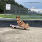 découvrez l'incroyable phénomène du skateboarding pour chiens ! apprenez comment ces amis à quatre pattes se lancent sur la planche, leurs astuces et conseils pour initier votre propre chien à ce sport fun et divertissant. joignez-vous à la communauté des amateurs de chiens skateurs et partagez des moments inoubliables !