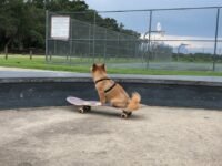 découvrez l'incroyable phénomène du skateboarding pour chiens ! apprenez comment ces amis à quatre pattes se lancent sur la planche, leurs astuces et conseils pour initier votre propre chien à ce sport fun et divertissant. joignez-vous à la communauté des amateurs de chiens skateurs et partagez des moments inoubliables !