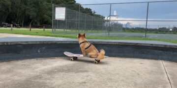 découvrez l'incroyable phénomène du skateboarding pour chiens ! apprenez comment ces amis à quatre pattes se lancent sur la planche, leurs astuces et conseils pour initier votre propre chien à ce sport fun et divertissant. joignez-vous à la communauté des amateurs de chiens skateurs et partagez des moments inoubliables !