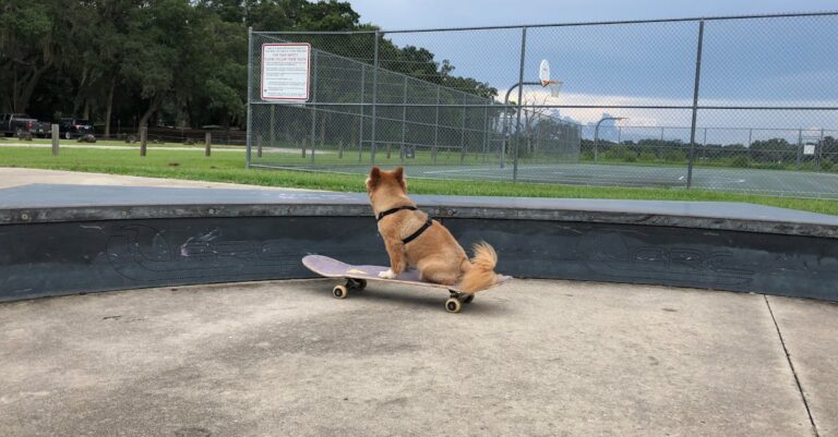 découvrez l'incroyable phénomène du skateboarding pour chiens ! apprenez comment ces amis à quatre pattes se lancent sur la planche, leurs astuces et conseils pour initier votre propre chien à ce sport fun et divertissant. joignez-vous à la communauté des amateurs de chiens skateurs et partagez des moments inoubliables !