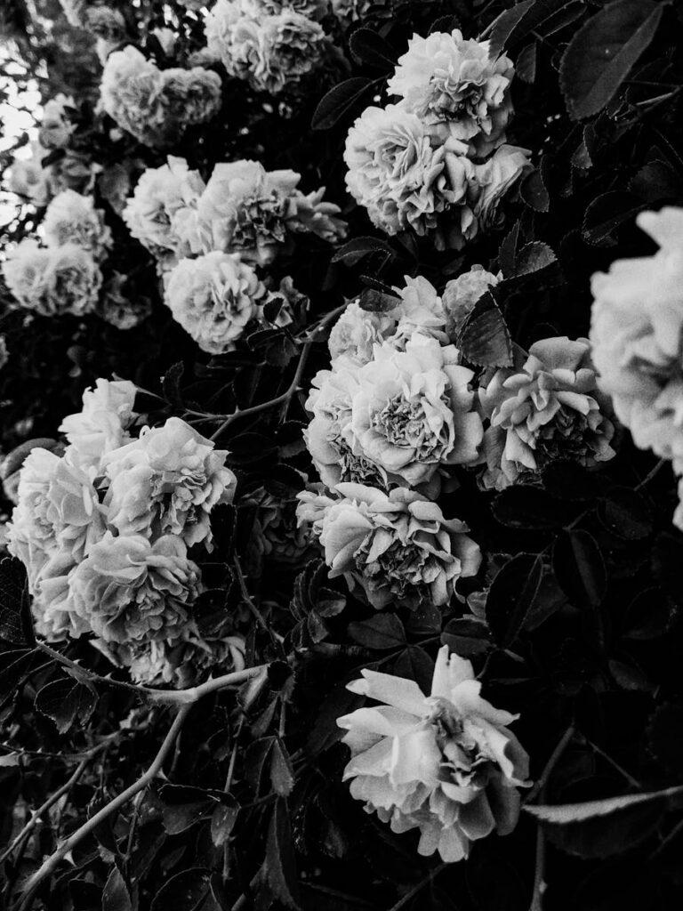 Stunning black and white photo capturing the delicate beauty of roses in full bloom, showcasing their intricate petal structure.