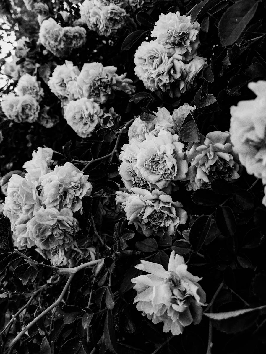 Guide des couleurs et des teintes des lunettes Zeal Goggle Stunning black and white photo capturing the delicate beauty of roses in full bloom, showcasing their intricate petal structure.